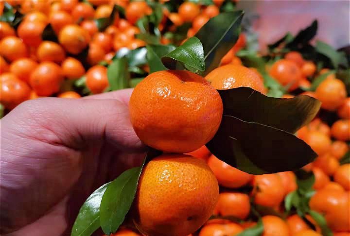 买砂糖橘，选有叶子还是没叶子的？果农：牢记“4不要”，别乱买