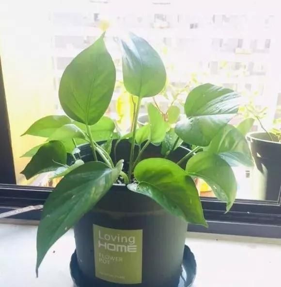 花儿|路边被人丢掉的名贵花，丢人也要捡，种盆里就开花