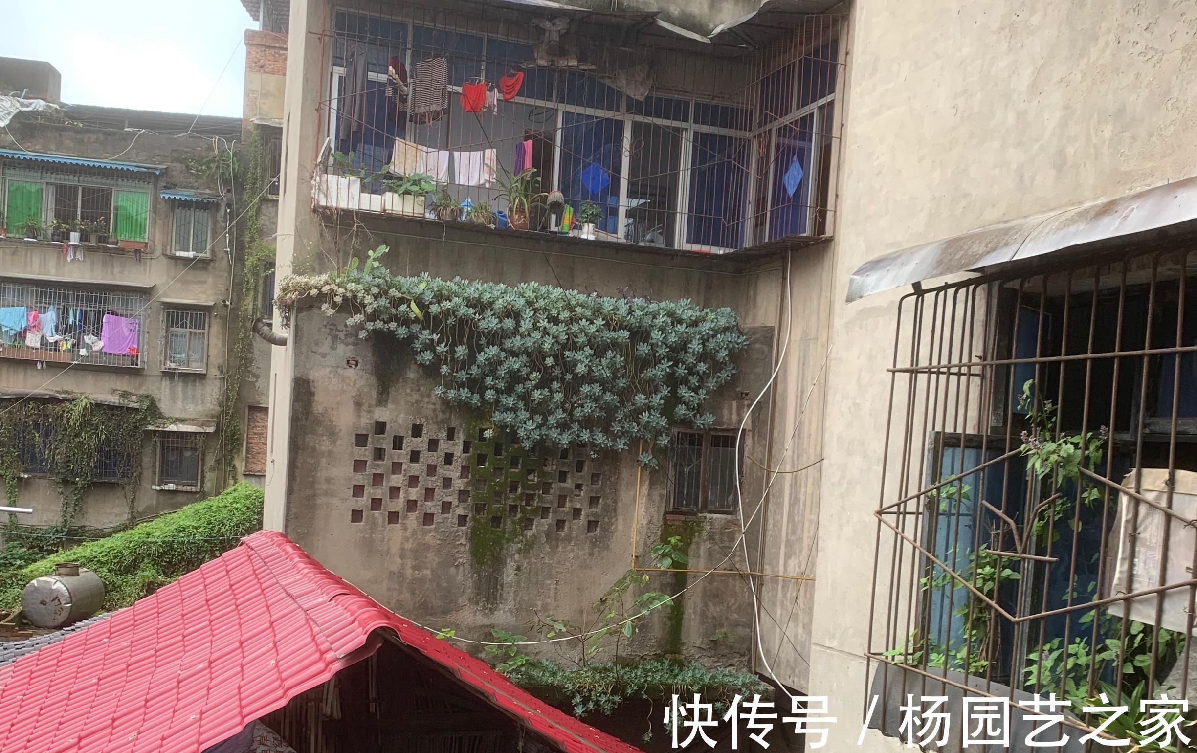 优点|生命力旺盛的冬美人，多肉的优点它全有，轻松就能爬满整个院墙