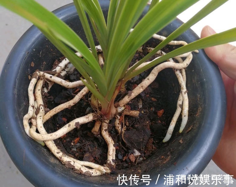 根系|网购兰花服盆难,关键在于上盆前,简单4步服盆快,不僵苗发芽多
