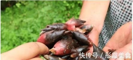 好吃|中国农村最好吃的野菜,全吃过的人不多,你能准确叫出名字吗?