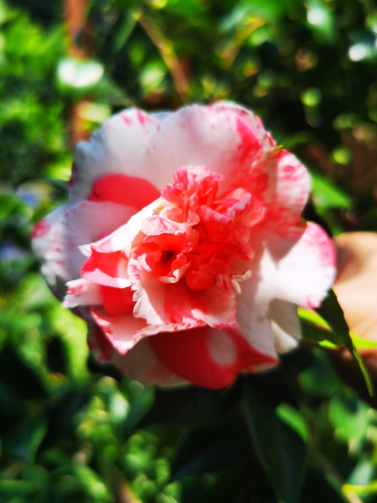 “吉树入吉宅,富贵自然来”,家里的6种树类盆栽,好看又吉祥