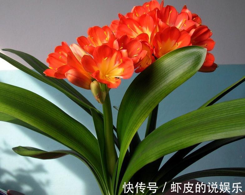 君子兰怎么发根,老花农教你三招,简单方便实用