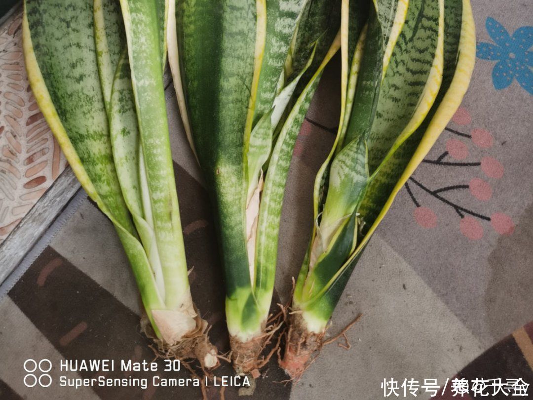 蝴蝶兰|7种花，立秋后换盆，秋冬才能越养越好