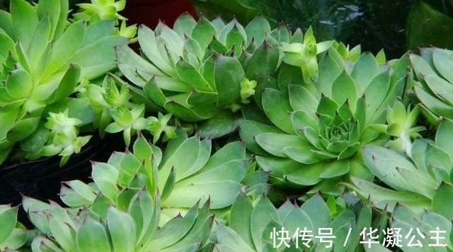 这“三多肉”是超生游击队，撸叶又冒一大片，小半年养成肉墩子