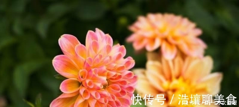 春天里$元稹的《桃花》和《菊花》，写得无比凄美，同时也很是悲伤！