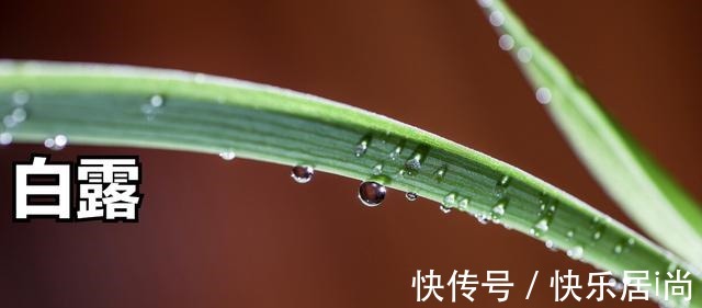 莲子|白露过后,不管有钱没有钱,多吃这两道菜,补气去秋燥身体棒!