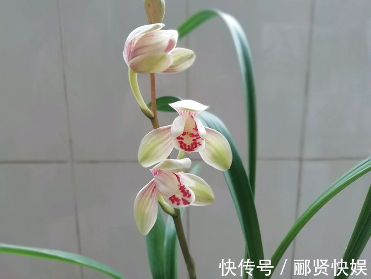 喜欢菊花，不如养盆优良名菊“金童士”，是金忙四射，美丽高雅