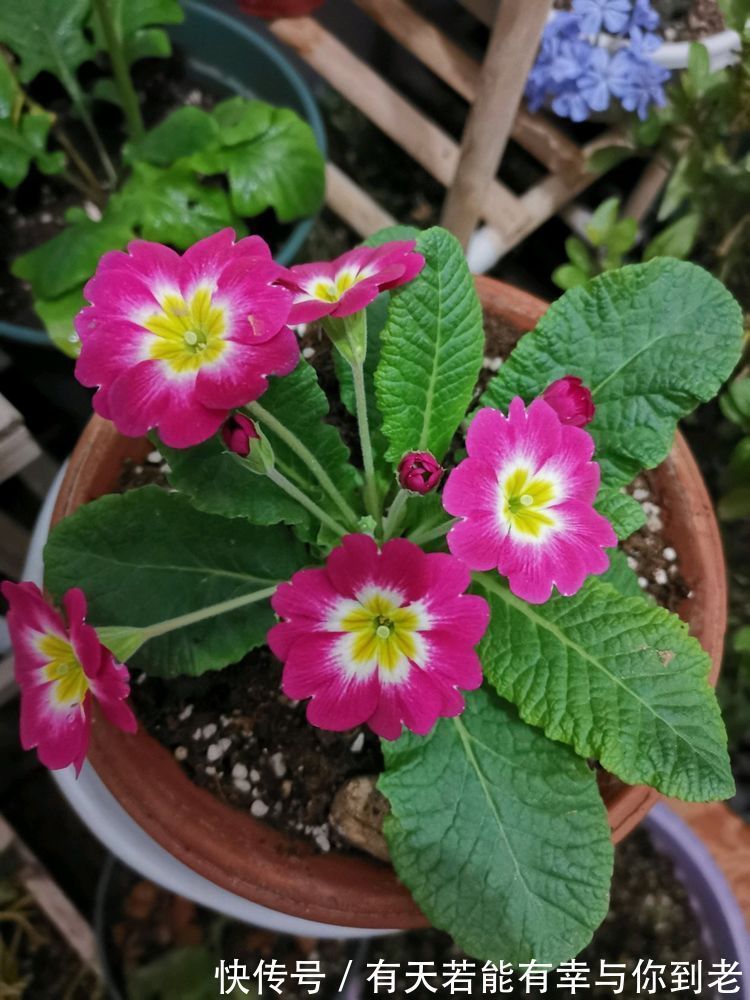 喜欢养花不妨养盆“葡萄冰山”,株型饱满,花大色艳,适合盆栽养