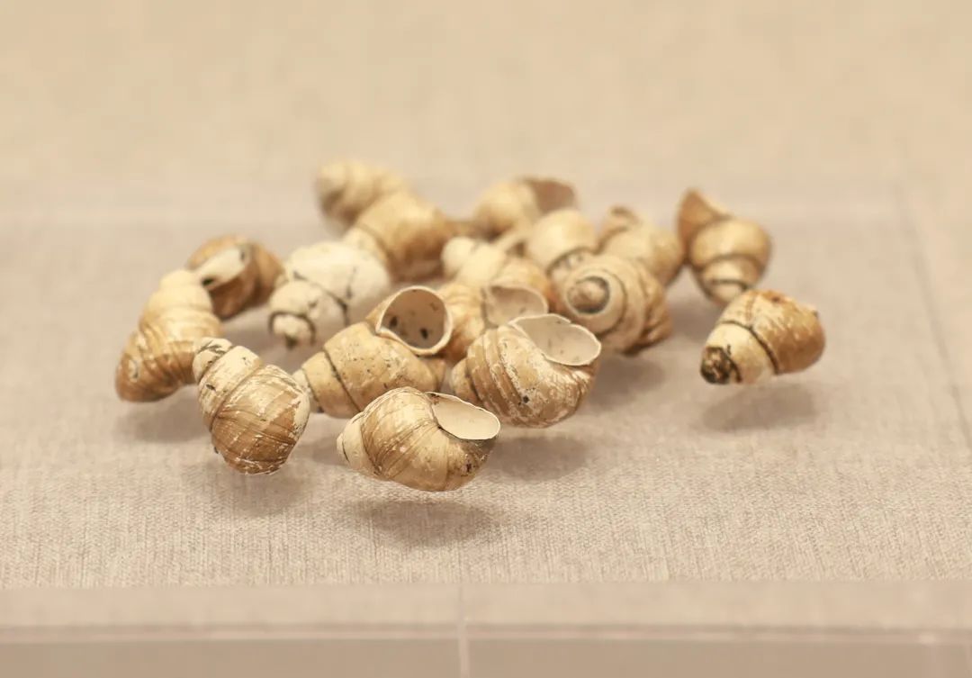 动物|春，万物生发，良渚古城遗址公园中的“神奇”动物已出没