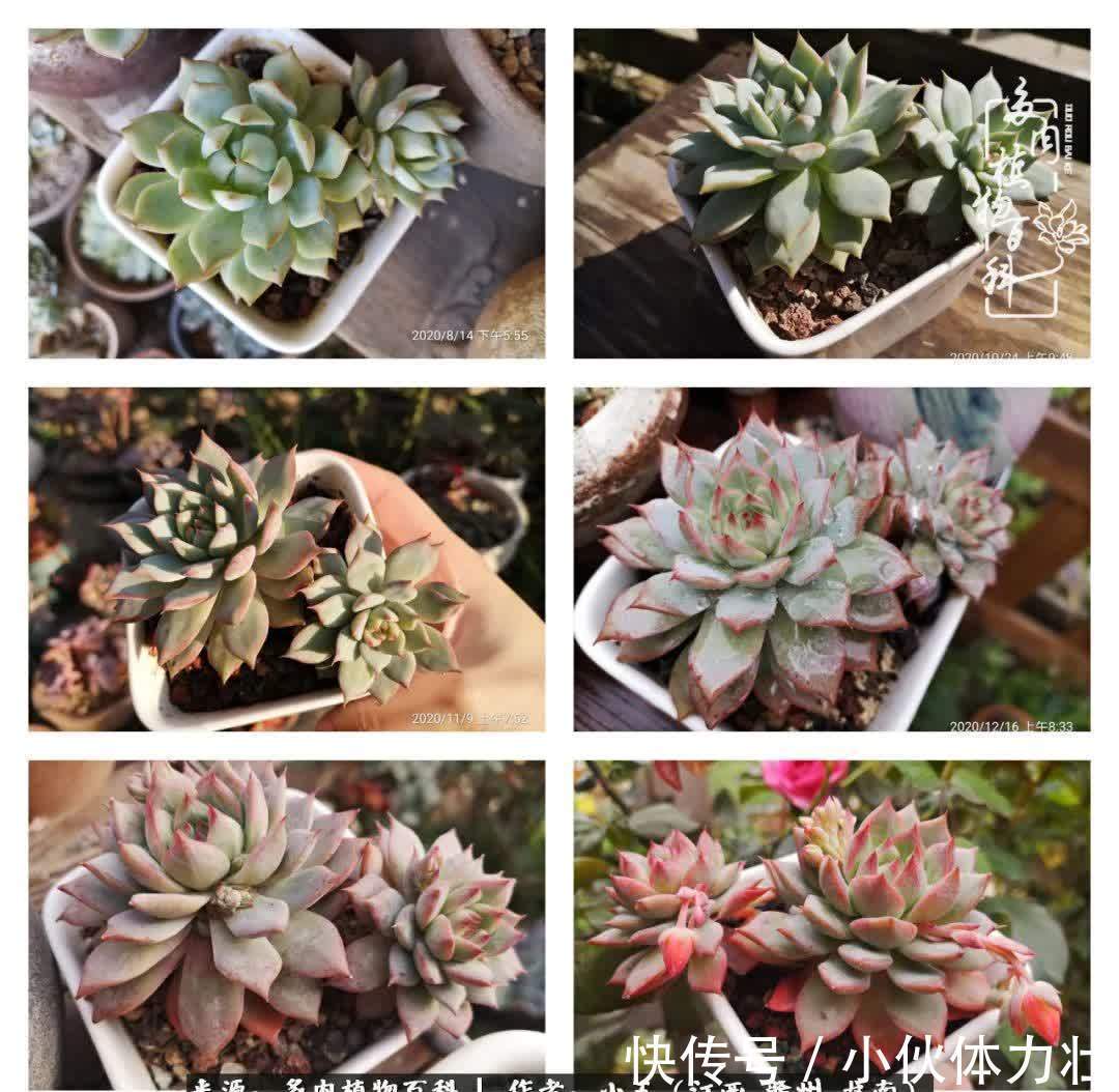 懵懵懂懂入肉坑，跌跌撞撞养多肉