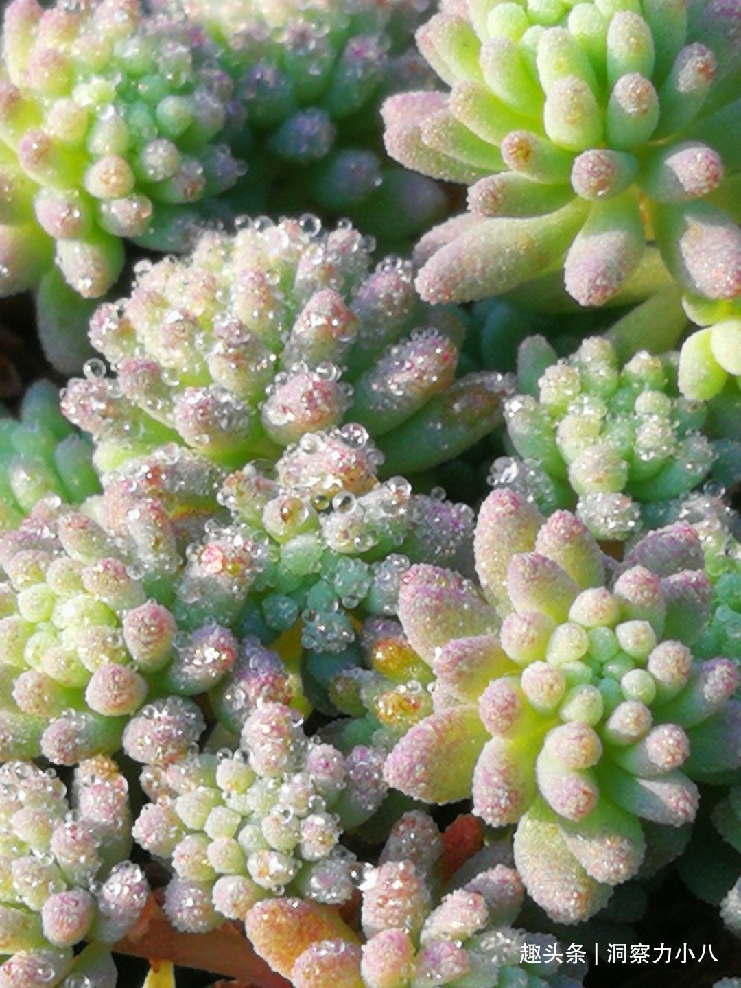 走下神坛的“三多肉”，叶色斑斓“易群生”，不出状态也很仙