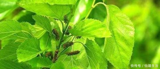 肝硬化|普通一片“叶子”泡水喝,肝一天比一天干净,肝炎、肝硬化绕道走