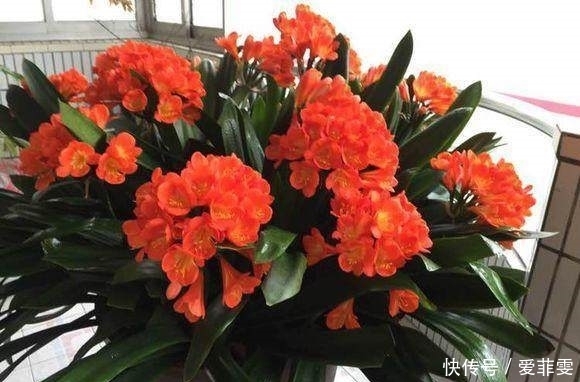 花盆|她用这三招,君子兰年年开花,花盆已经养不下只能用大水缸养!