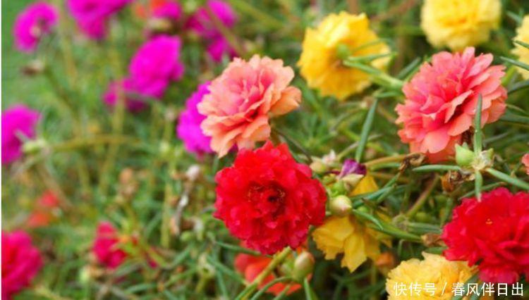 4种花花朵硕大,花期长,花团锦簇,人人都喜欢