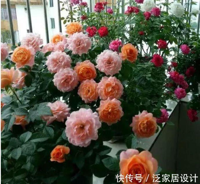 几款花，花艳易爆盆，花开芳香四溢，清香优雅