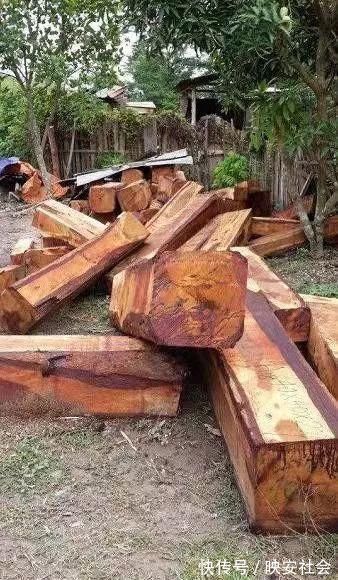 花梨木|缅甸花梨(大果紫檀),这匹“黑马”竟具备六大优点!