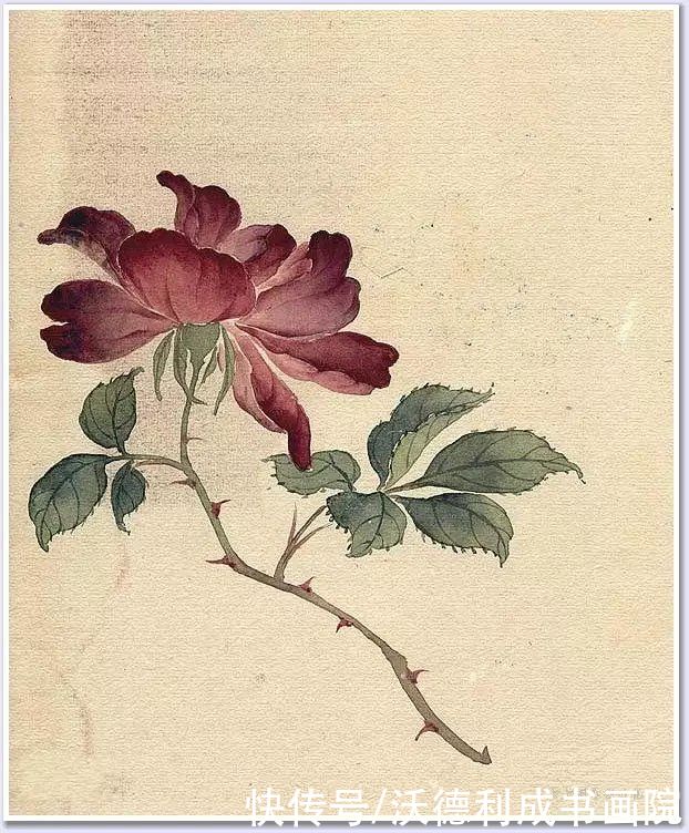 画菊|没骨百花图欣赏，美到骨子里