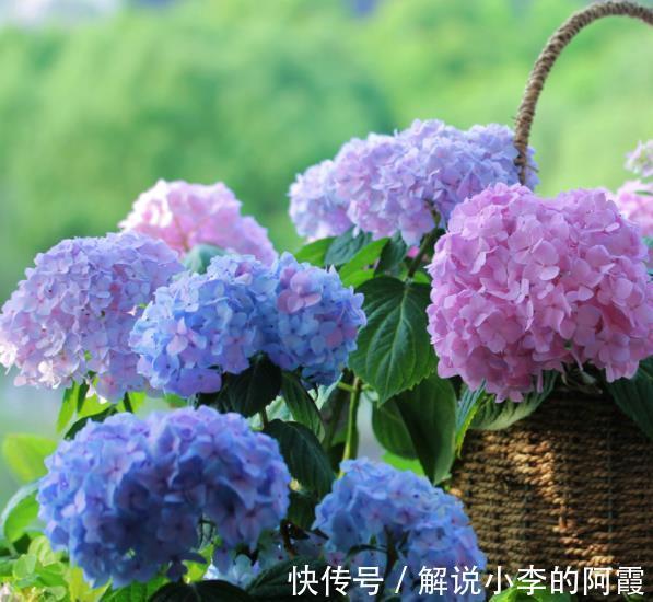 植株|5种花冬天假死后,可别丢了,注意保暖,来年开春还能发芽开花