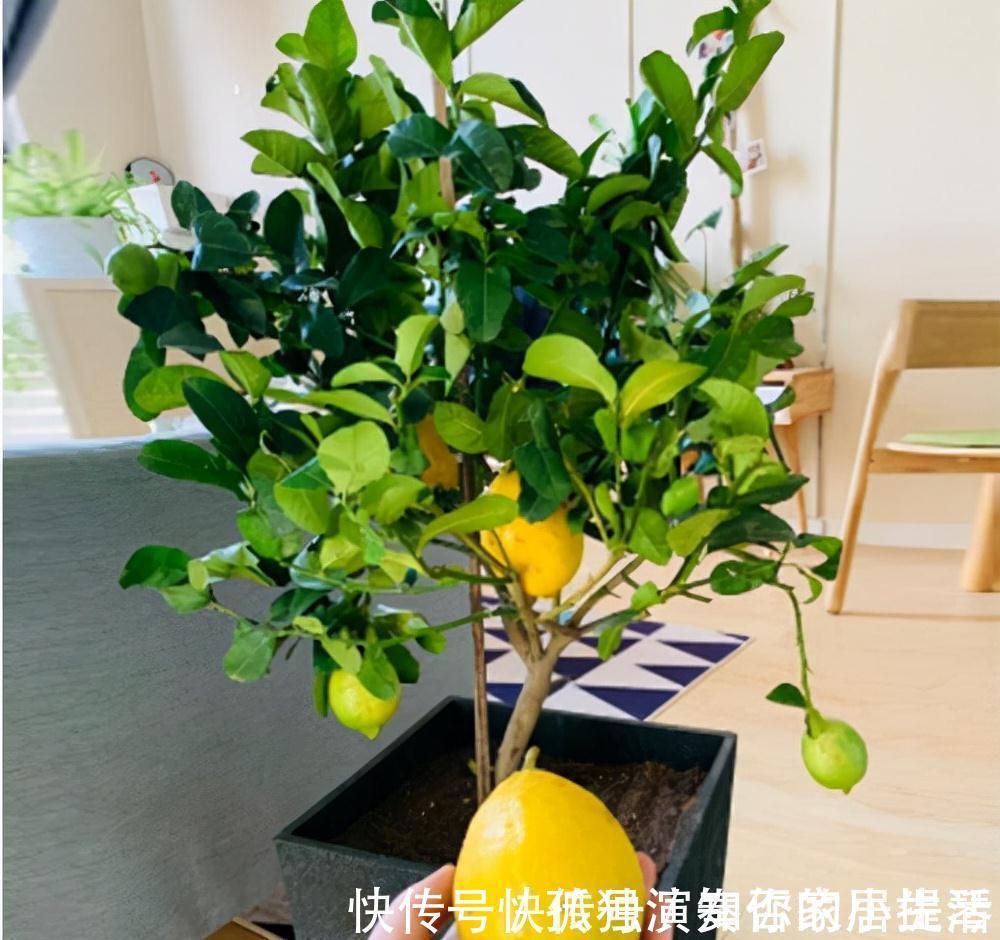 果树|3种“养人树”,漂亮有香味,能吃能观赏,建议至少养一种
