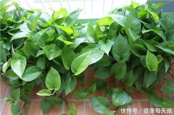 有机肥料|淘米水鸡蛋壳，不如“几粒它”，养花用1点，半年不施肥，长爆盆！