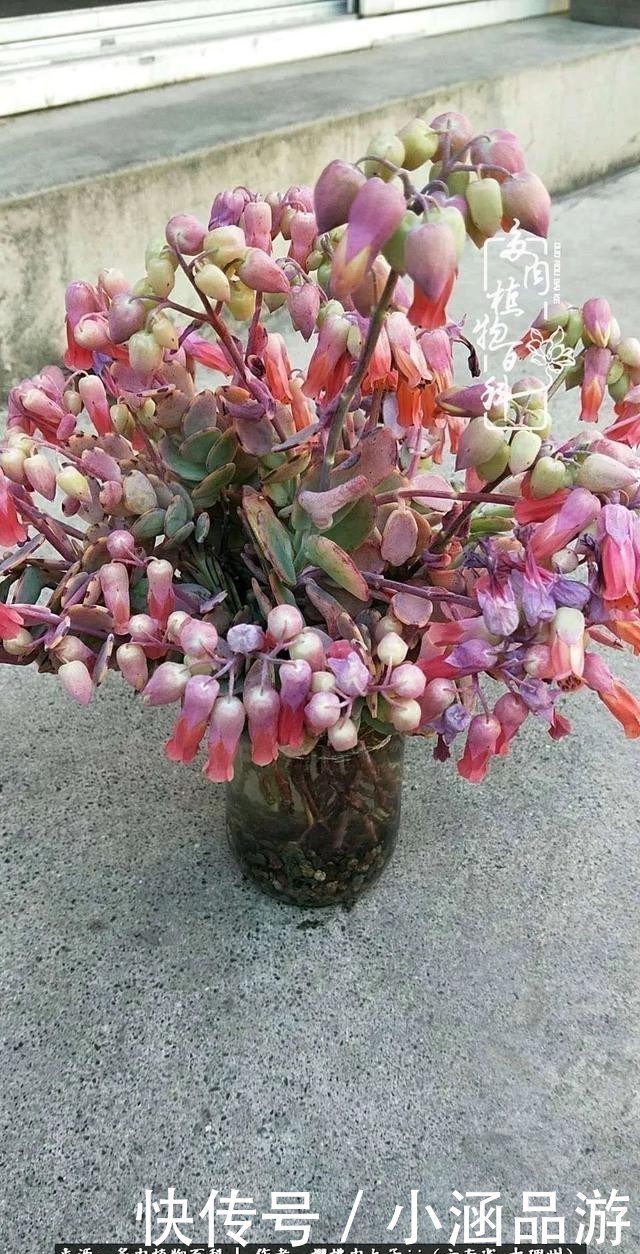 从一颗到500多盆,遇见多肉后,满眼全是你!