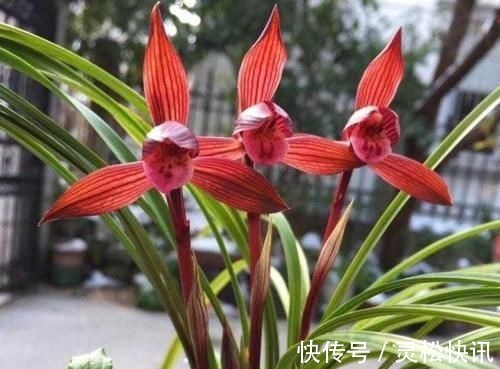 这三种兰花，花旺人更旺，花红浓香，百看不厌，是冬日养兰首选