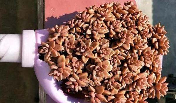 扦插|教你在家用塑料瓶养多肉,不用土就能扦插叶片,成活率贼高