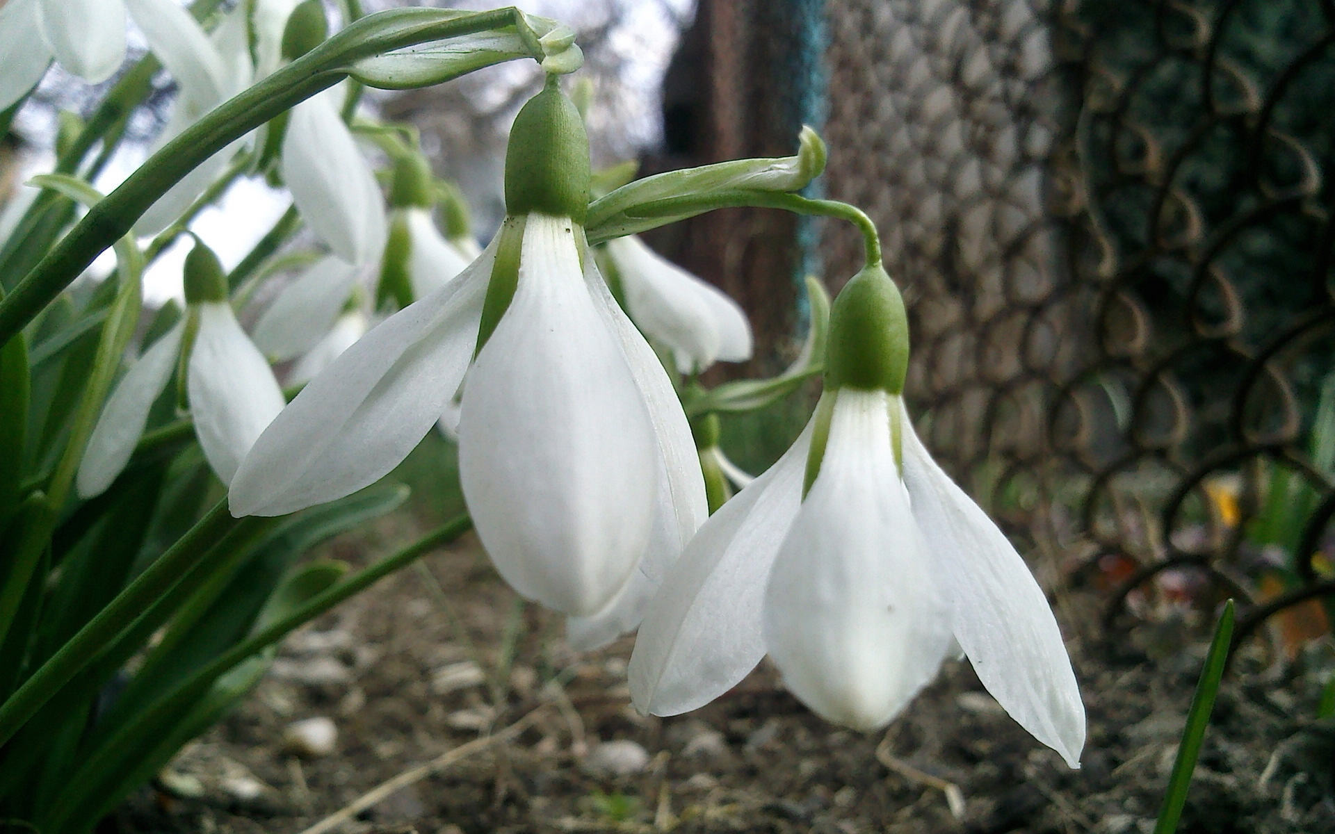 此花是因为一套珠宝而有了此名，它和梅花一样有着浑身傲骨