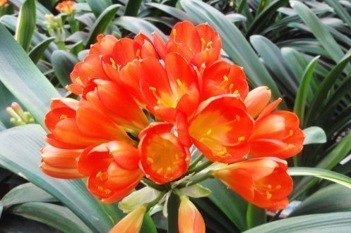 养护|夏天养护君子兰有讲究,这几点千万要做好,否则难以安全度夏