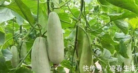 人到中年|人到中年想长寿,3种食物坚持吃,改善肠道蠕动,美容养颜