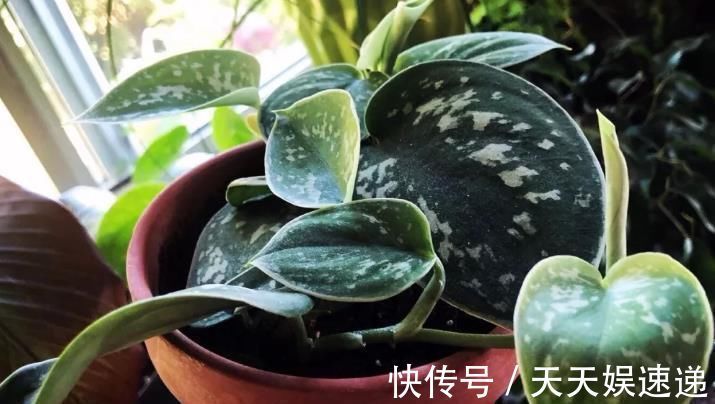 银星|最适合养在室内的7种花，有点散射光就能蹭蹭地长