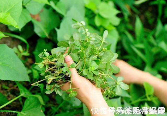 麻绳菜|本是野草，却被称为“天然青霉素”，怪不得许多人愿意吃呢