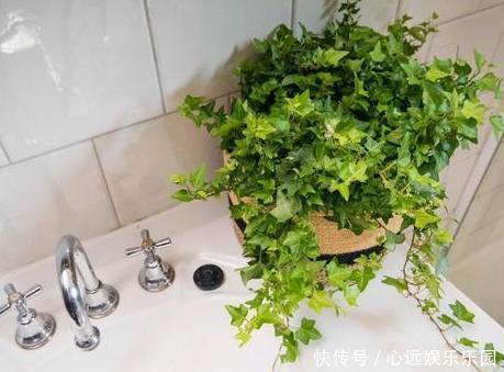 卫生间养花不知道选啥好就盆栽此4种植物,可放氧气、除臭味