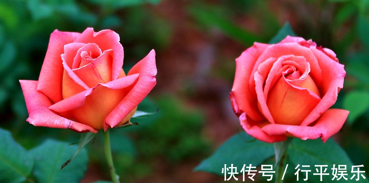 阳台养这1种花卉,一年四季都很勤劳地开花,和“玫瑰”一样美丽