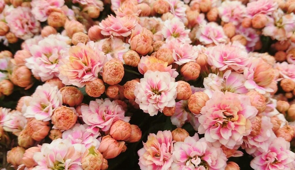 天气转暖,建议少买4种花,观花时间短不说,还难度夏