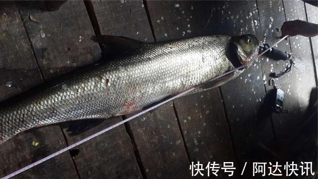 钓友|罕见！四川三岔湖“翘嘴鱼王”被人钓上岸，钓友反馈：抱不动啊
