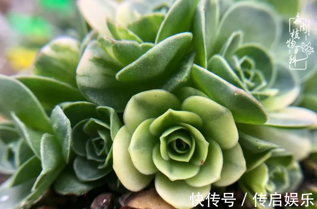 科普“山地玫瑰锦”万中无一，仙气缭绕！附养护知识！