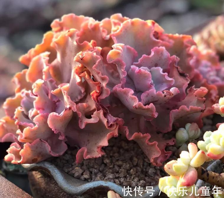 介壳虫|多肉植物四季养护简书，新手篇