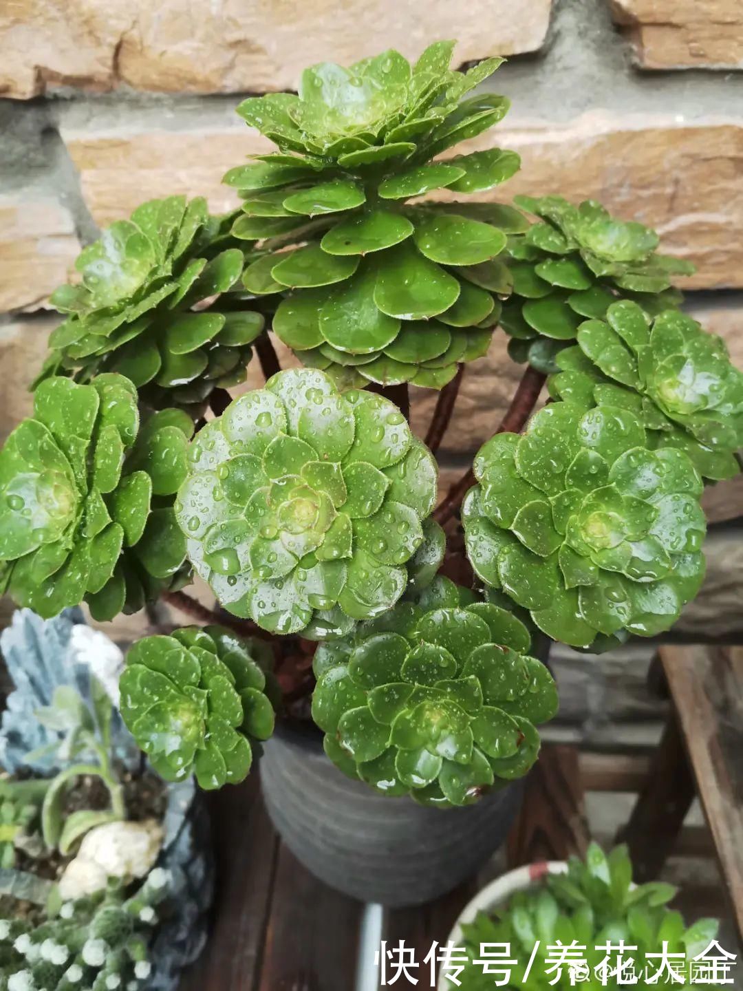 花苞|3种花，开花就会死，长花苞就赶紧剪掉