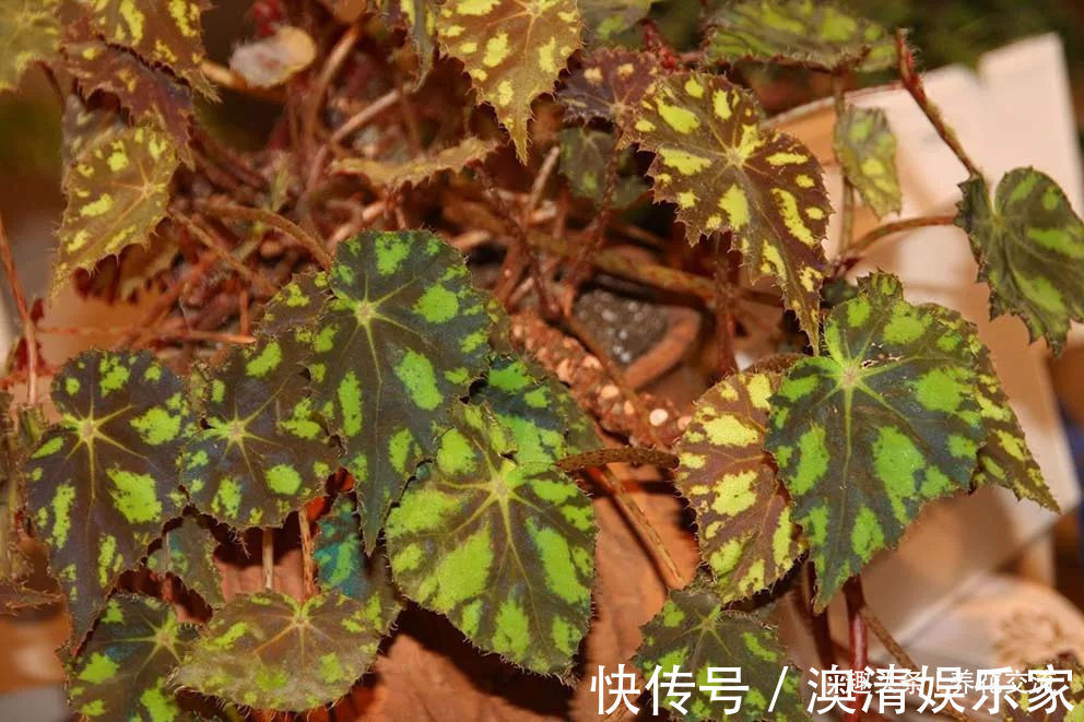 四个形态各异的秋海棠品种,你喜欢观叶的还是观花的