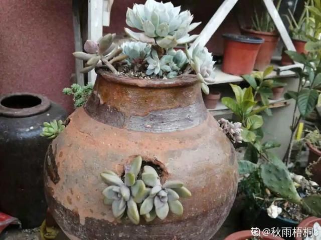 腌咸菜的坛子钻个孔，养花变成巨无霸，特美