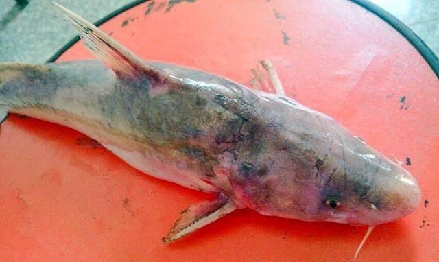 补品|它常被误认成鲶鱼,一斤180元比刀鱼鲜美,如今被当补品快吃绝了