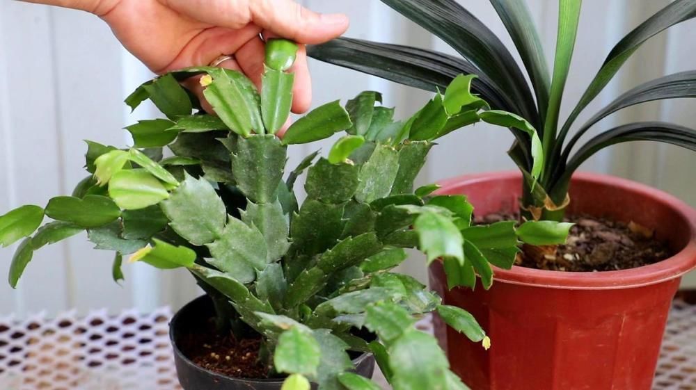 君子兰、蟹爪兰钟爱的这种水，冬天来一杯，花苞爆增