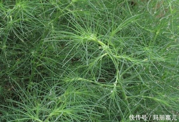 农村随处可见的野菜，降血压，补虚止咳，助消化，全家都要多吃