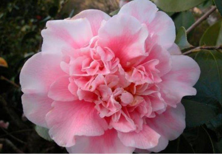 喜欢菊花,不如养盆“花中珍品”石竹,花型奇特,超文艺