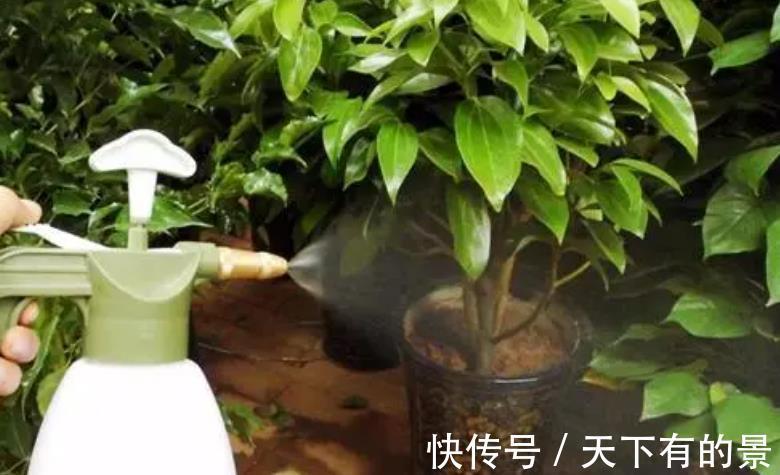 废水|不用这2种“水”浇花,夏季养花基本不出问题