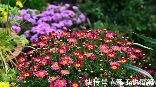 花芽|4种花，要一边长一边掐，越掐枝越多，花量成倍翻，开花密密麻麻！