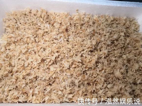 发芽|君子兰还在买种子丢盆里就发芽,一次播种30盆,很快变大户!