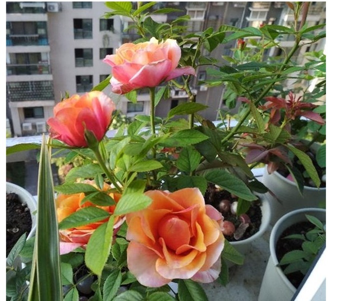 养月季，用这些生活中的“氮磷钾钙肥”，用好了开花一茬